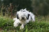 TERRIER DU TIBET 155